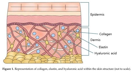 표피와 진피 속 콜라겐, 엘라스틴, 히알루론산 위치를 나타낸 피부 구조 그림